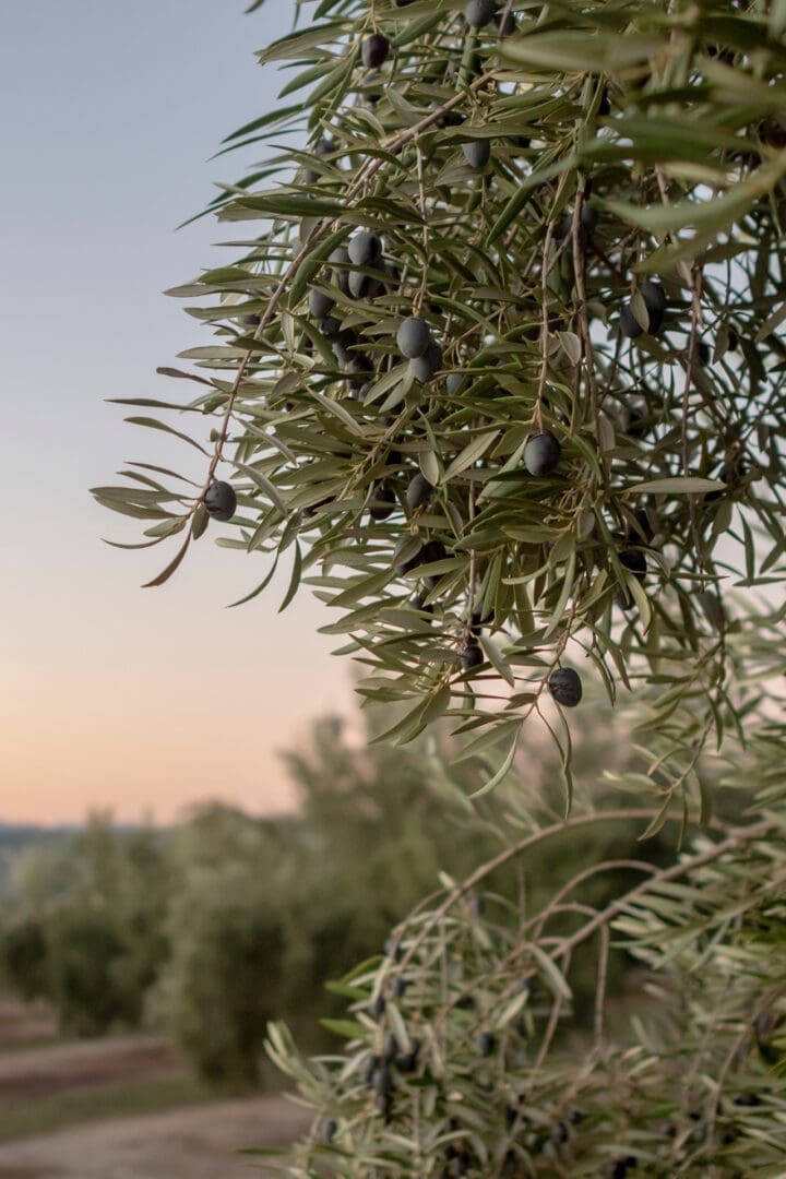 A tree with olives hanging from it's branches.