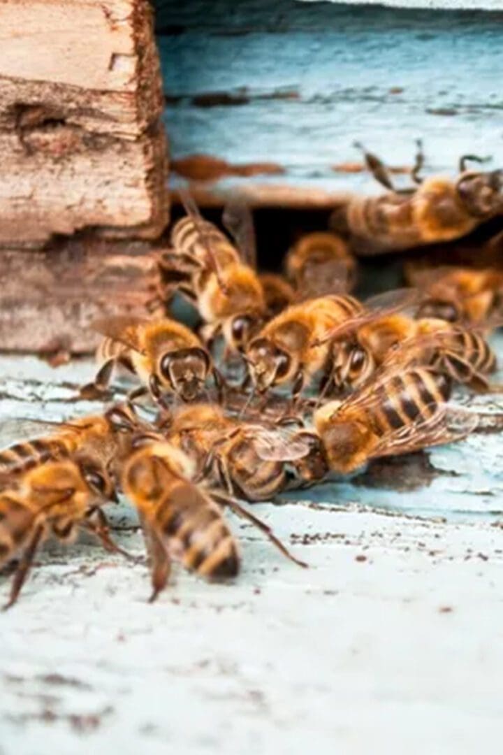 A group of bees that are sitting on the ground.