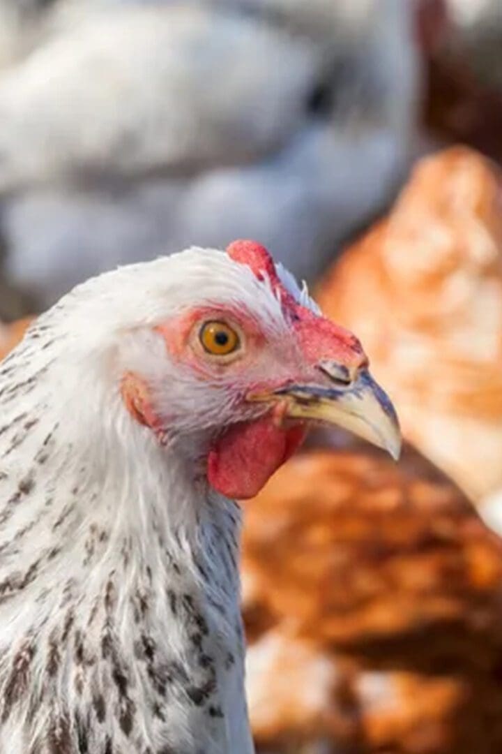 A close up of a chicken with its head turned to the side.