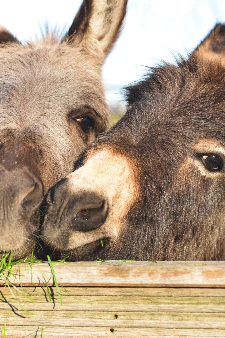 Two donkeys are touching noses in a field.