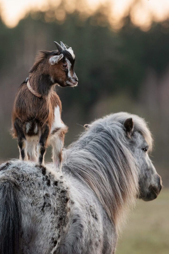 A goat standing on top of a horse.