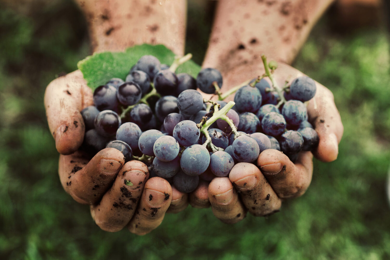 A person holding grapes in their hands