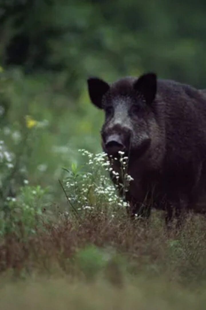 A boar is standing in the grass eating.