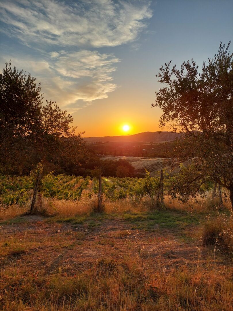 A sunset over the vineyard and trees in an open field.