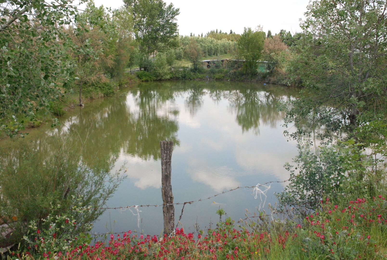 A pond with trees and flowers in the foreground.