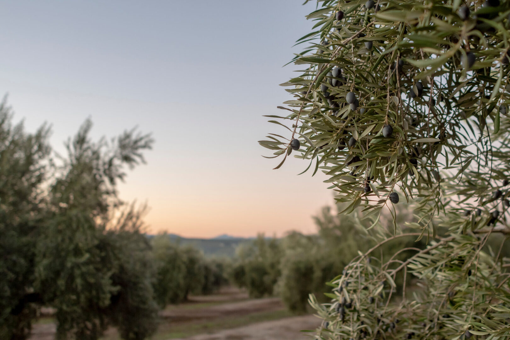 A view of an olive grove with trees in the background.