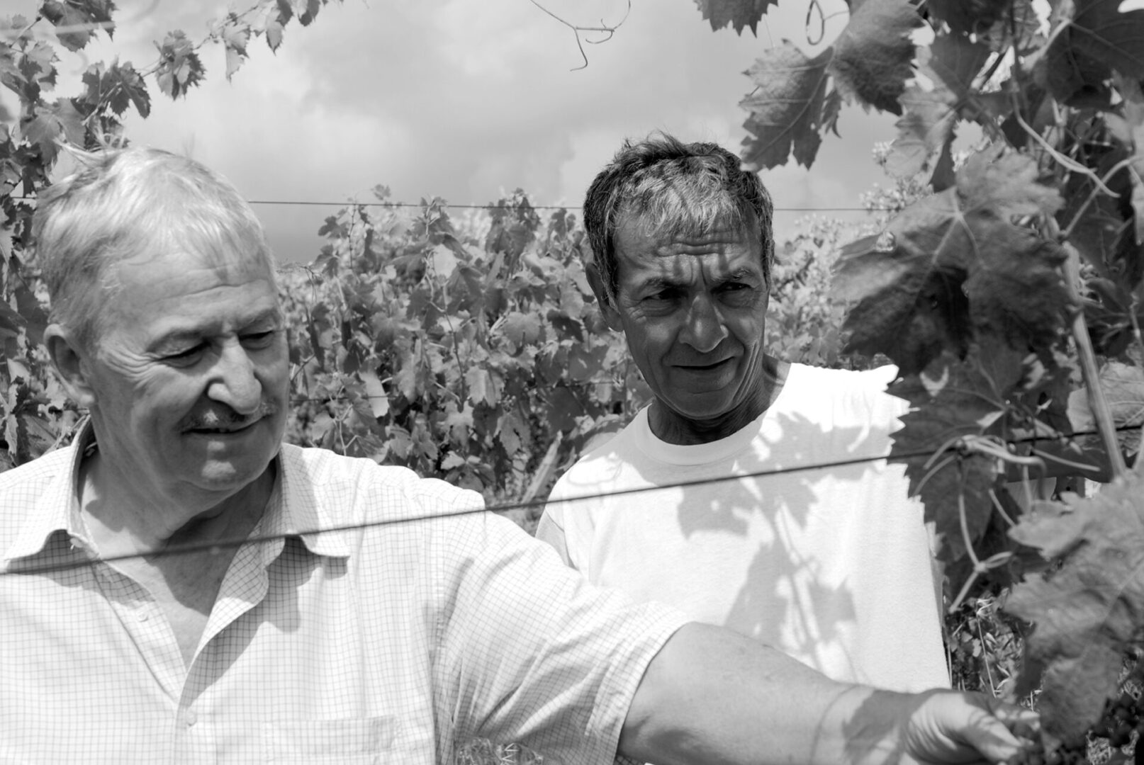Three men standing in a vineyard with vines behind them.