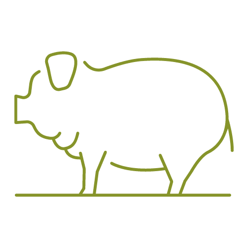 A green pig with a yellow outline of the same image.