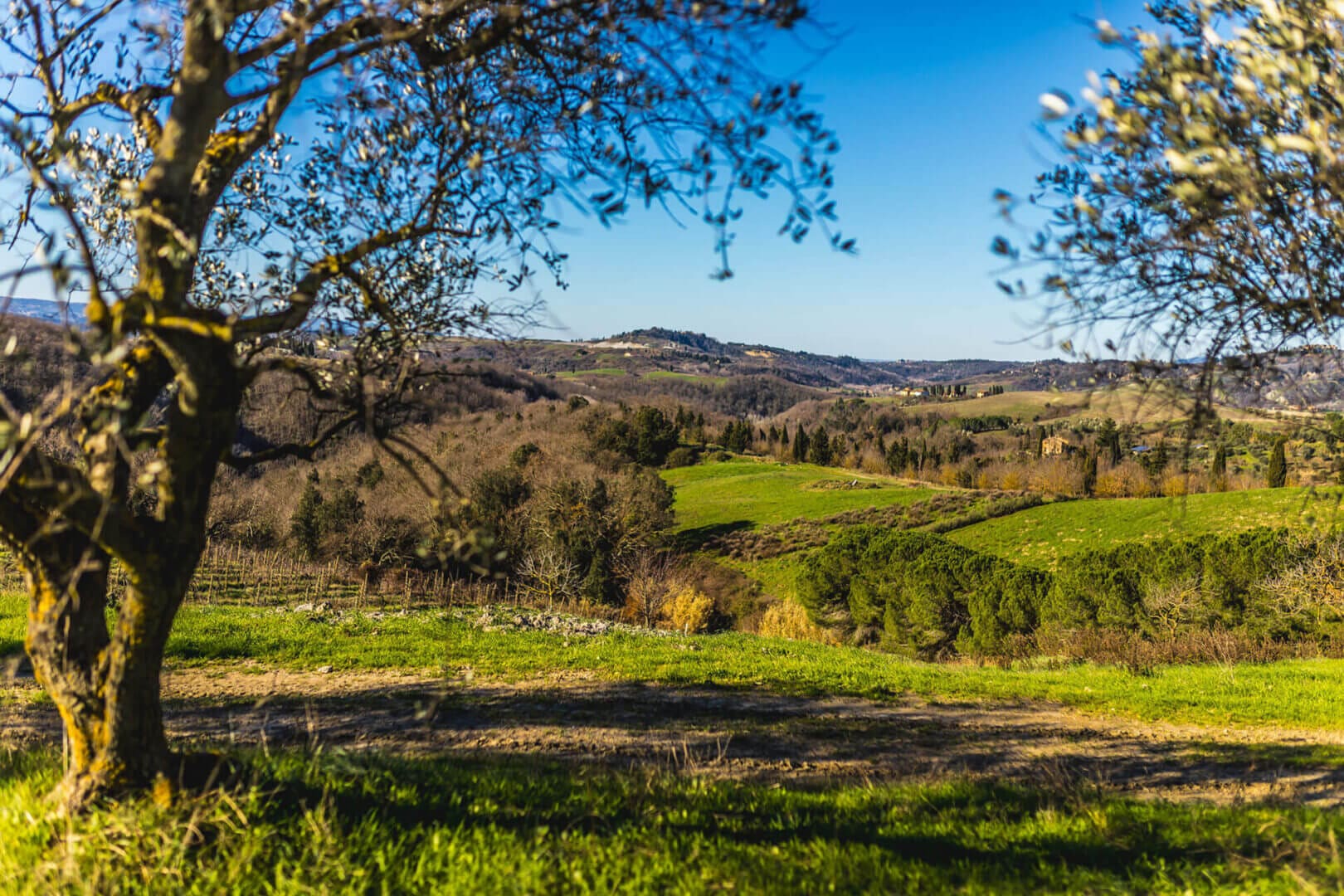 Rolling hills with trees and green grass.