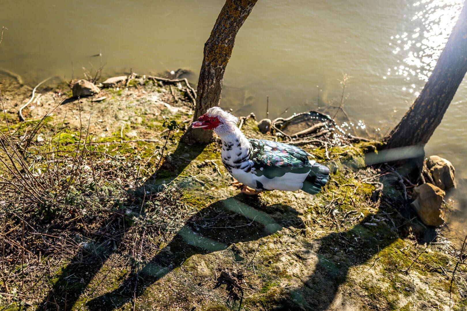 White and green duck by the water.