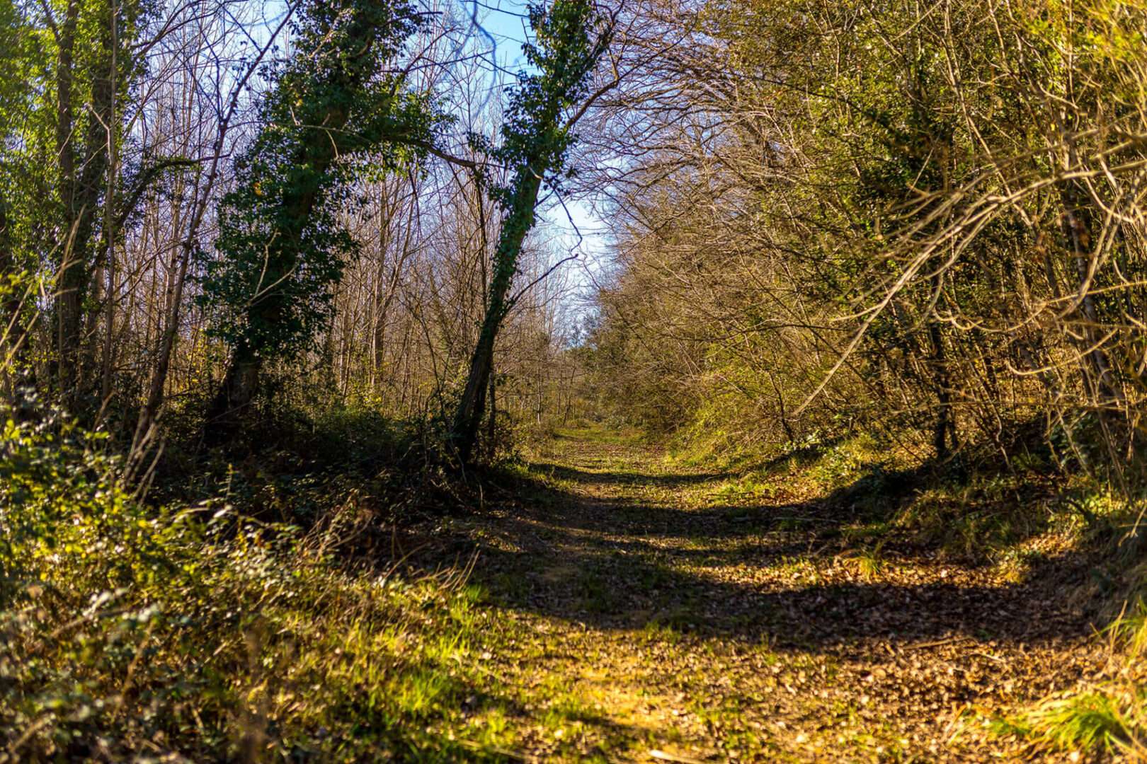 Path through a forest with trees on both sides.