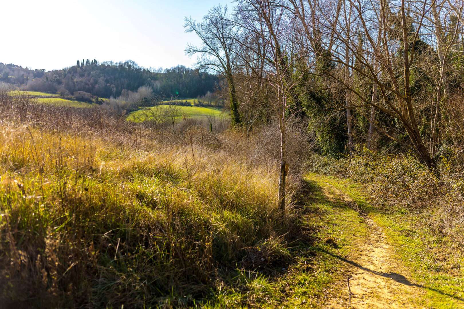 Path through grassy field with trees.